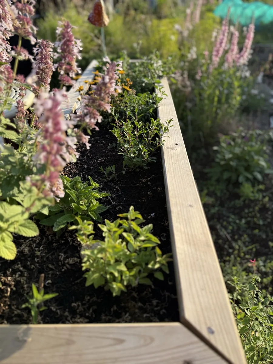 The wooden planter in June 2025 showing modest first-year growth of Tumbling Ted along the planter edge