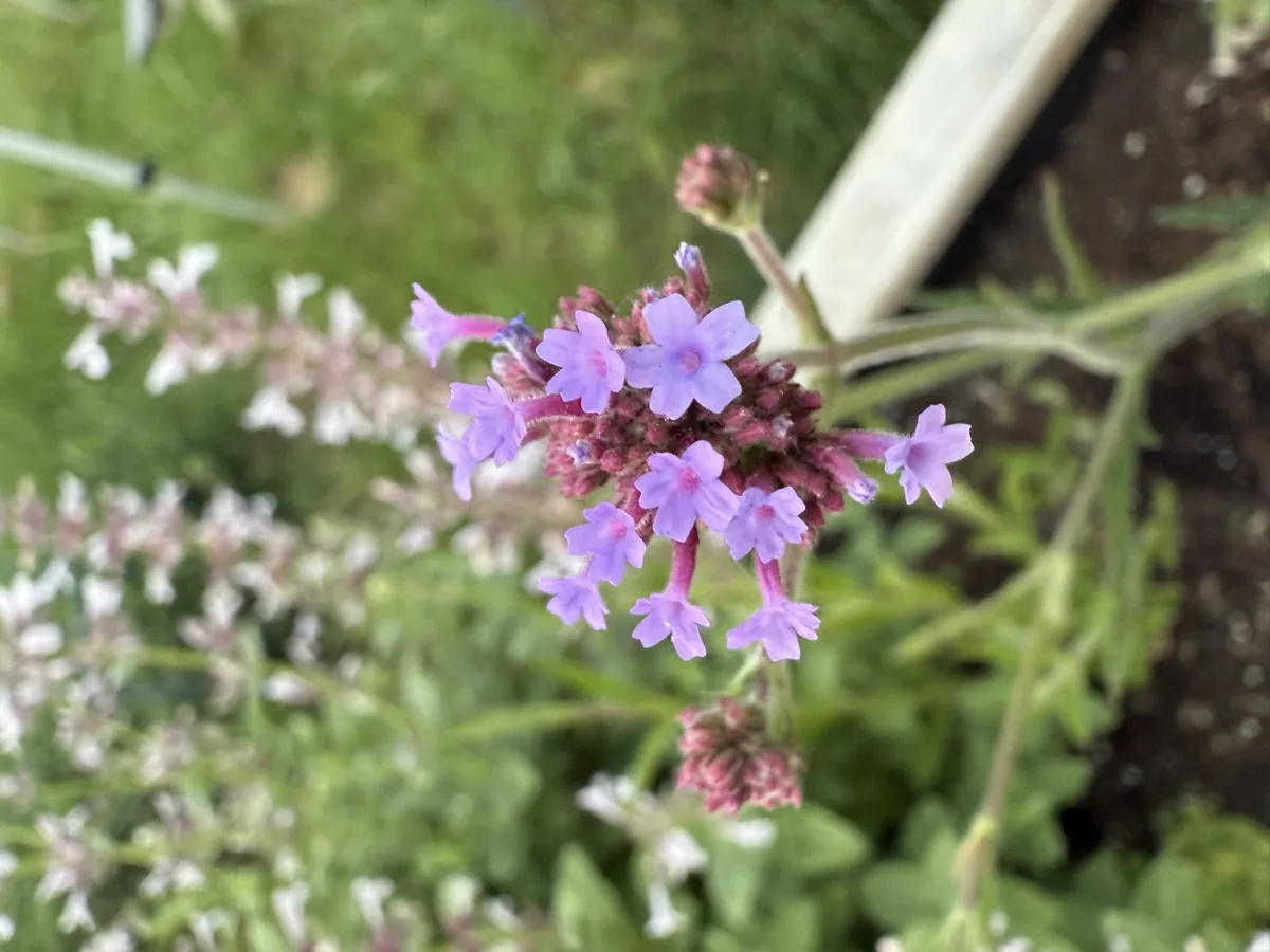 Close-up of small purple verbena flowers in full bloom at an allotment