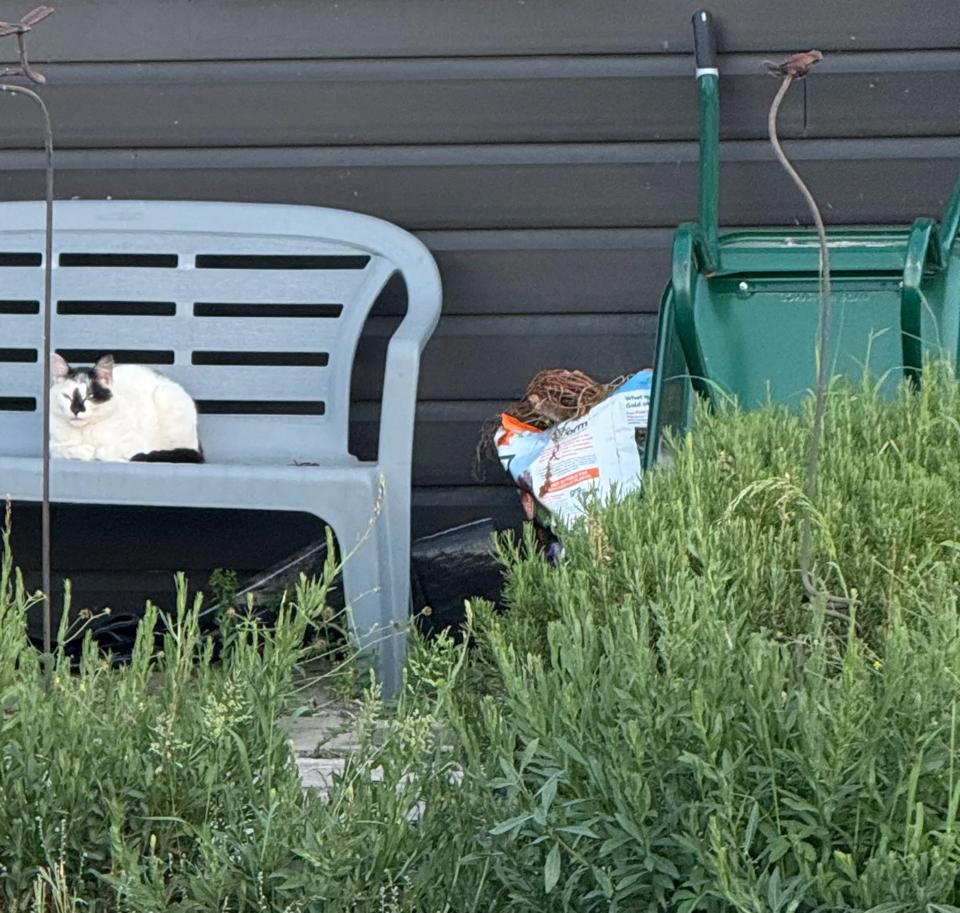 Dot the cat sitting on a bench by the shed, the wheelbarrow resting in the long grass beside her