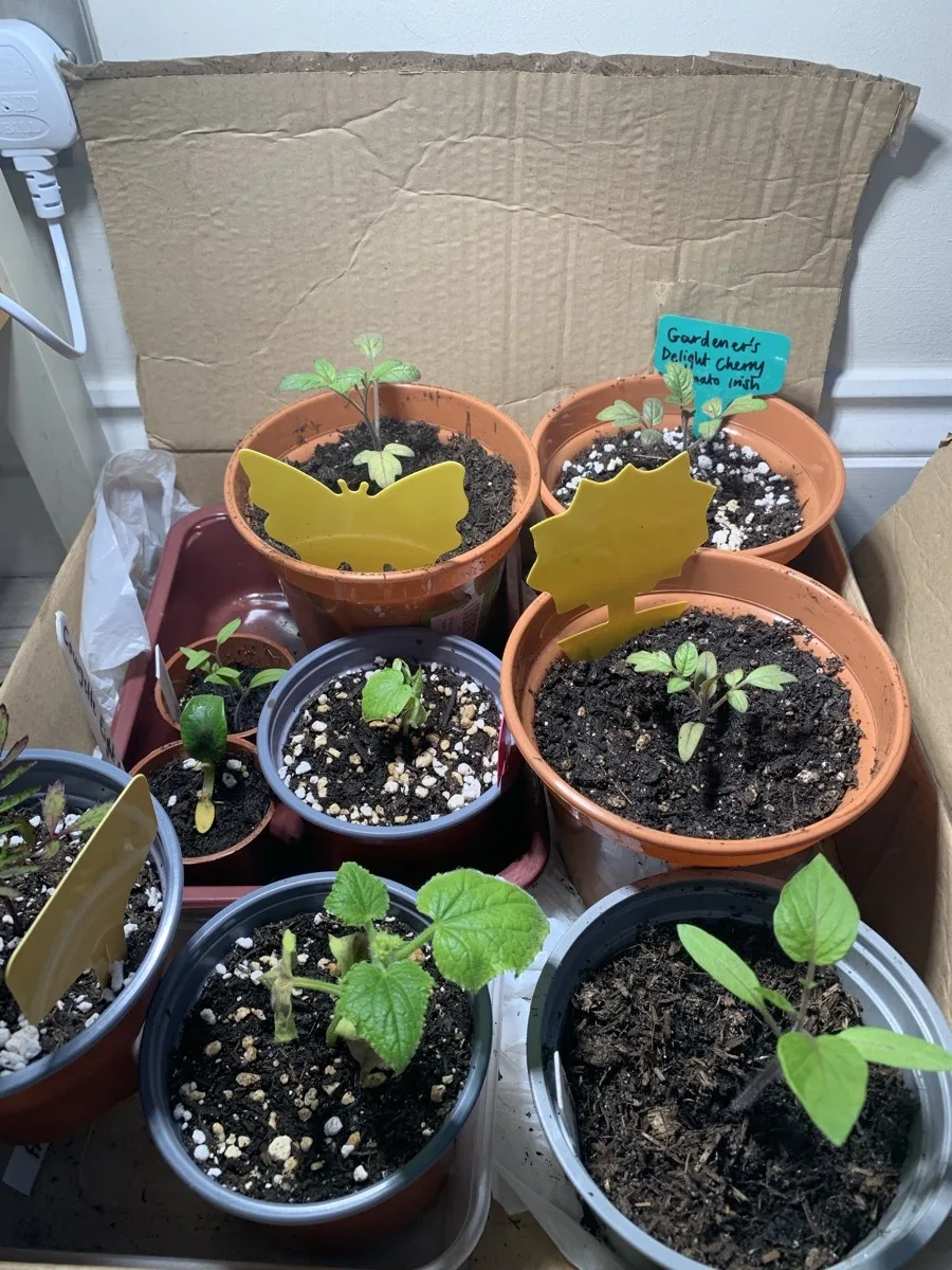 Seedlings in mixed pots boxed in cardboard on the windowsill, first year