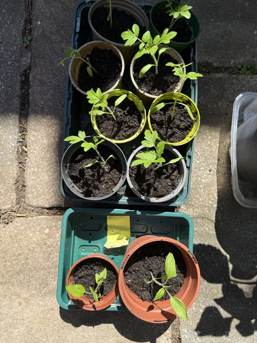 Tomato seedlings in pots sitting outside on paving in the sun, hardening off before planting out