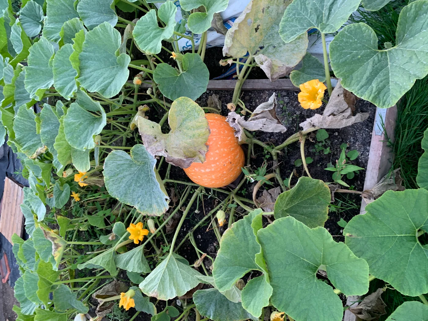 The pumpkin ripened to bright orange