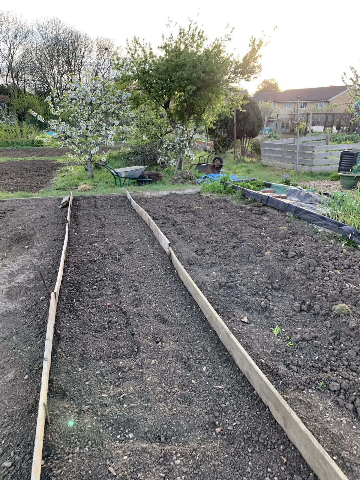 Freshly dug raised beds on a UK allotment in early spring, ready for planting