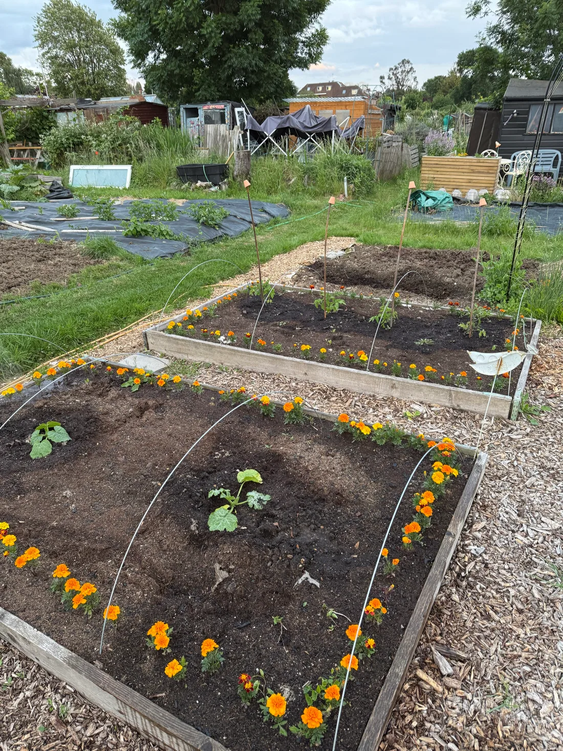 French marigold plugs just planted along the borders of a raised bed in early June