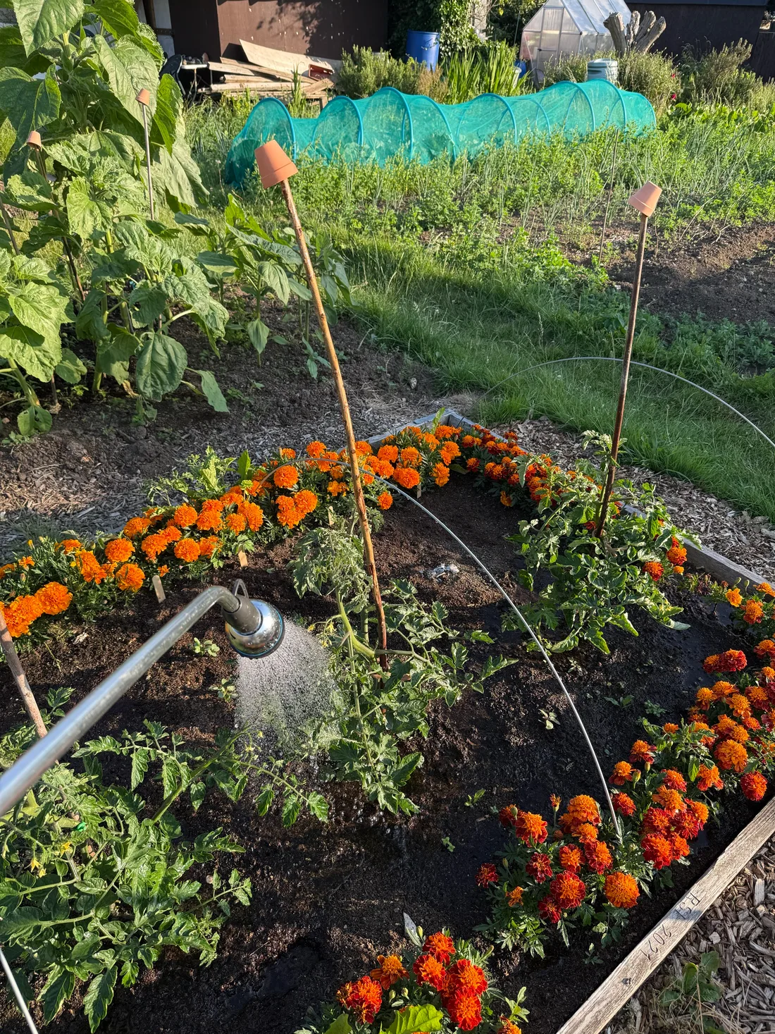 Marigolds bordering the bed by mid-June, tomatoes climbing their canes