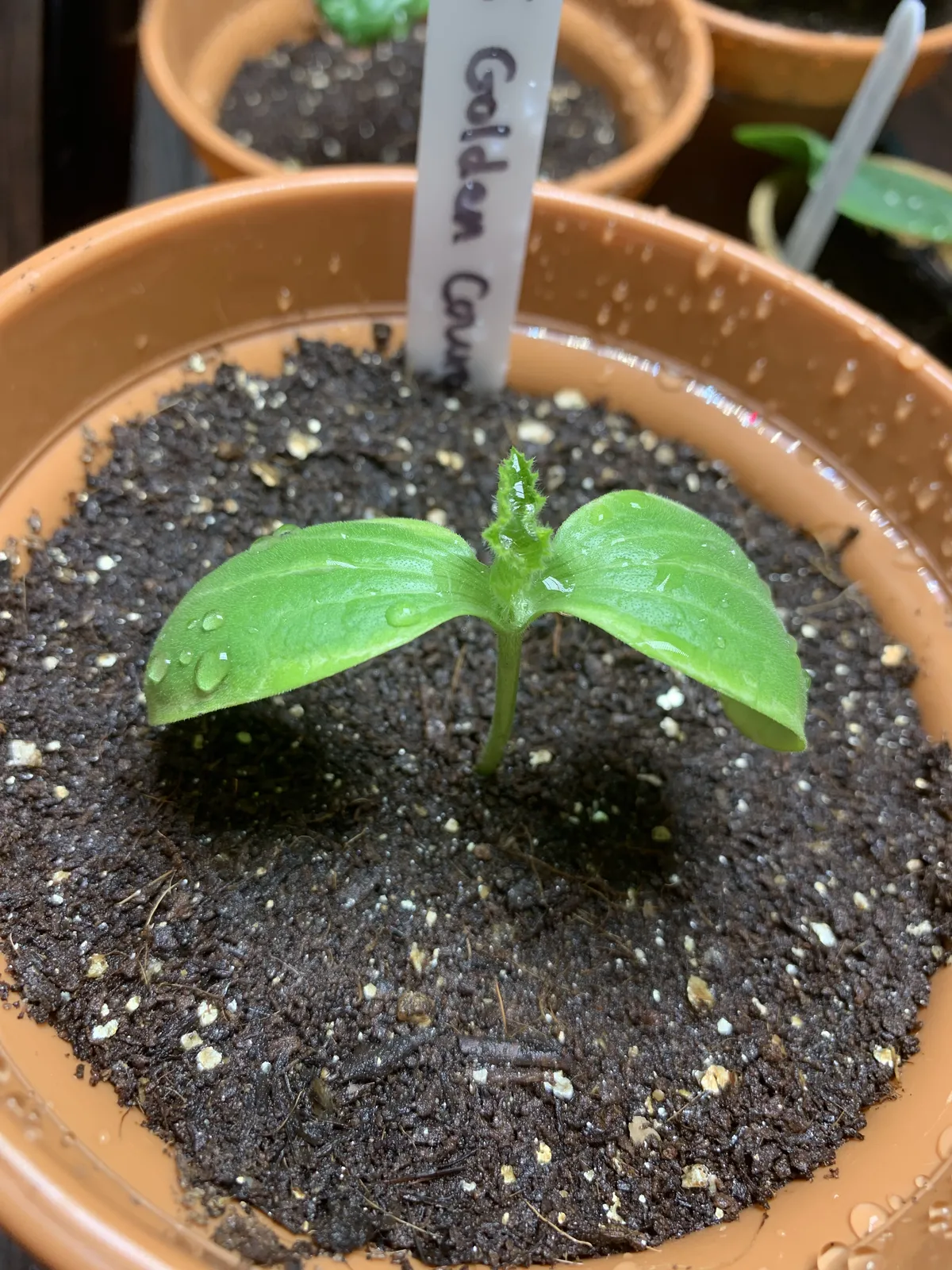 A golden courgette seedling emerging from a labelled terracotta pot on a windowsill