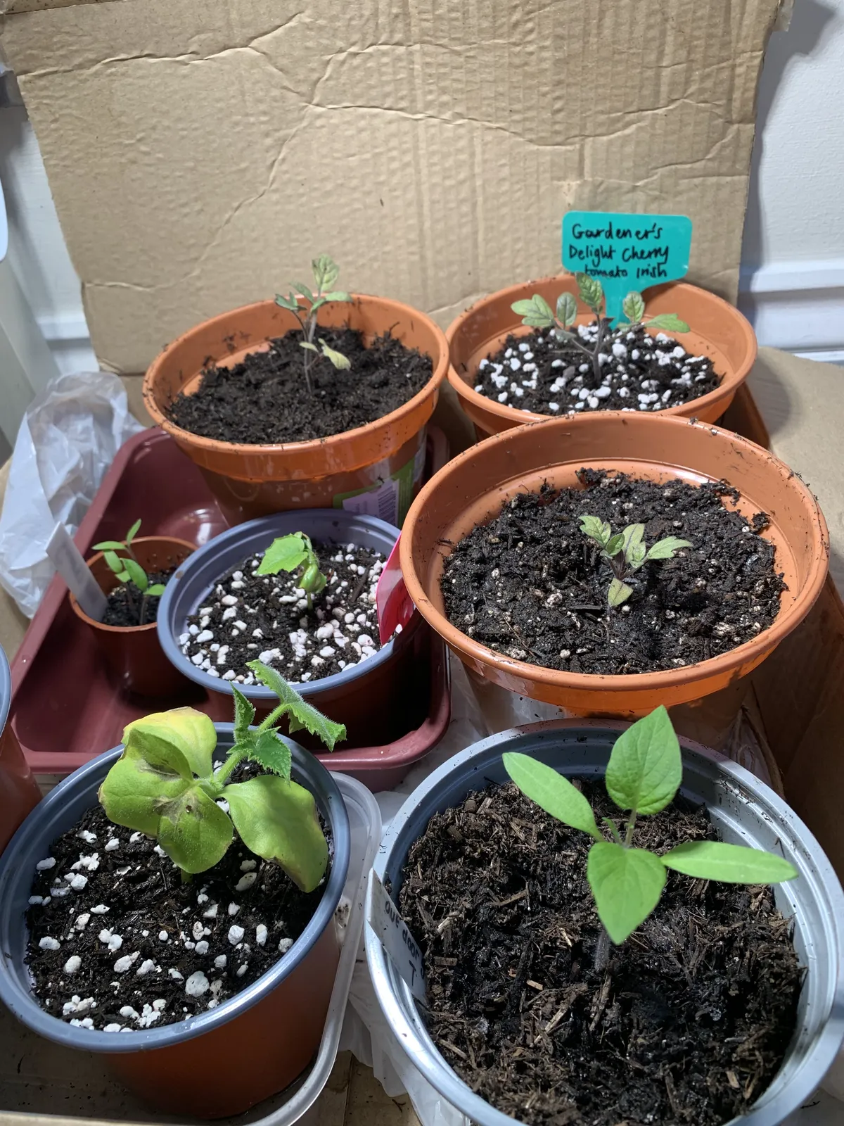Tomato and courgette seedlings in labelled pots on a sunny windowsill