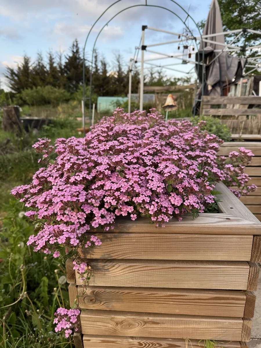 Tumbling Ted in full pink flower cascading over the sides of a large wooden planter at a UK allotment, raised beds visible behind