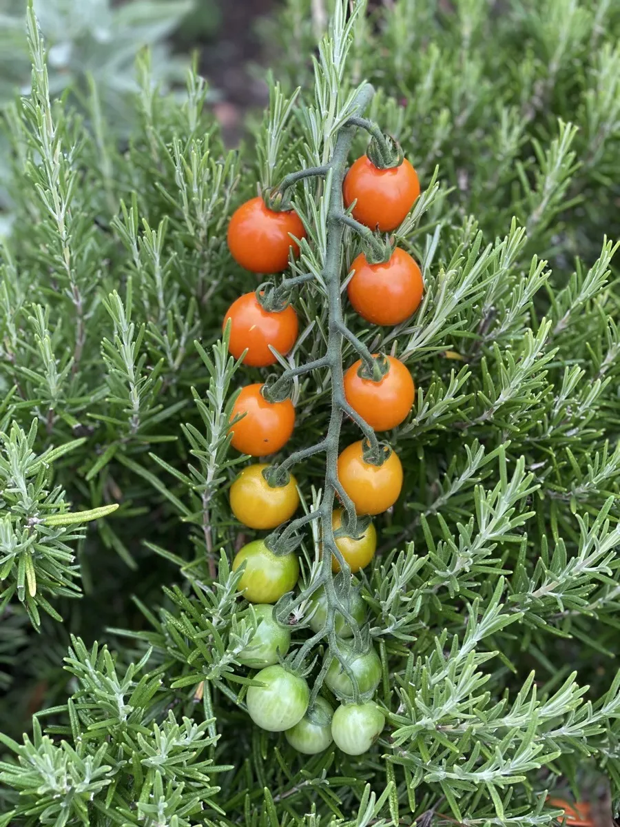 A cherry tomato truss ripening from green through orange to red