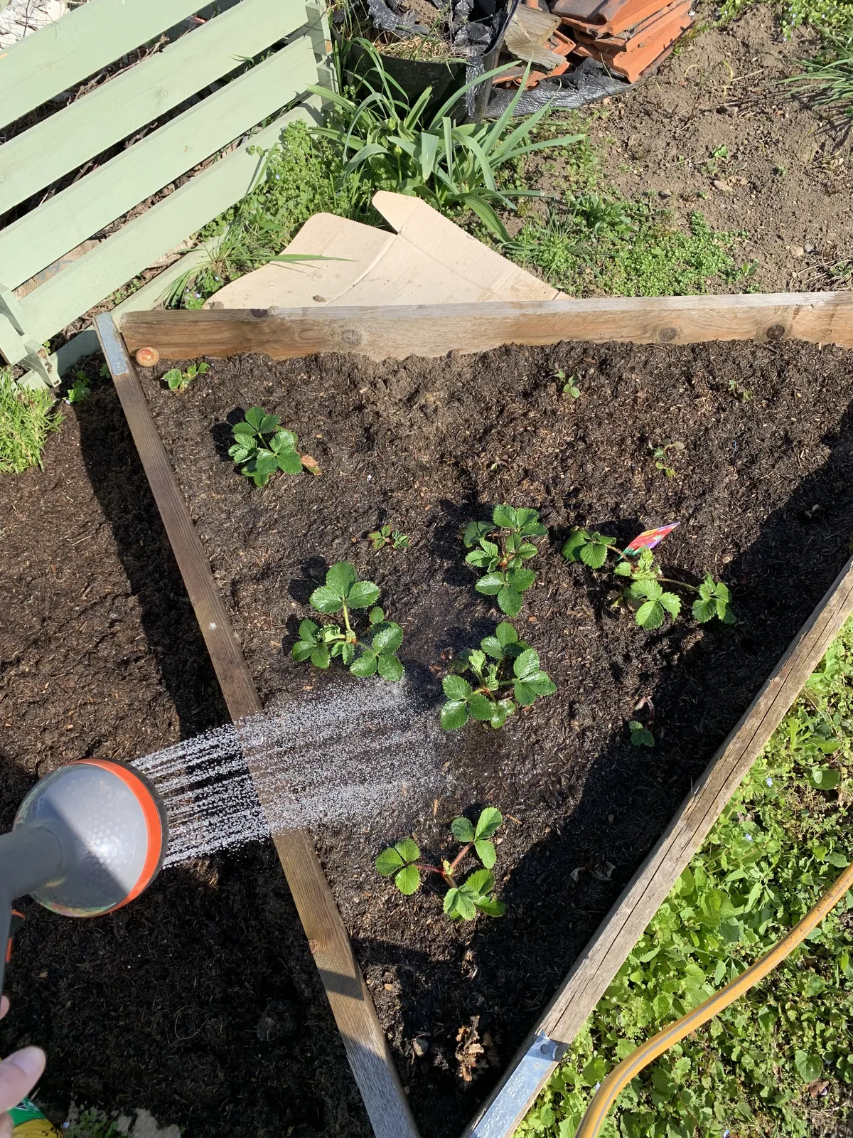 Watering a raised strawberry bed on a UK allotment with a hose attachment