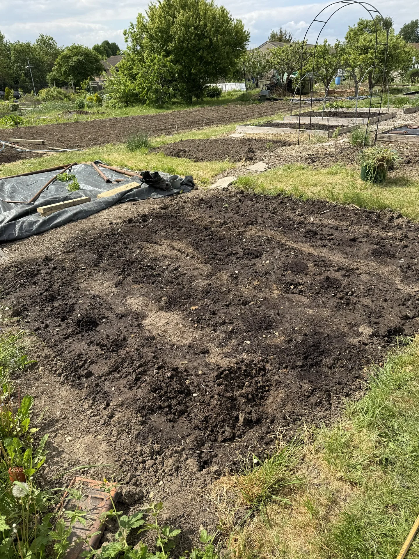A UK allotment in early May — prepared beds, a metal arch, and a greenhouse visible across the plot under a blue sky